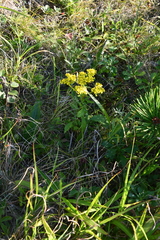 Patrinia scabiosifolia