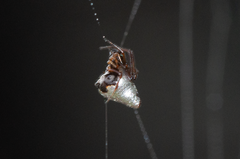 Argyrodes antipodianus