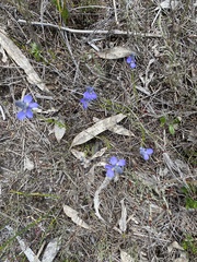 Comesperma calymega