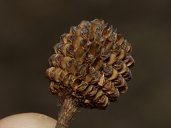 Allocasuarina littoralis