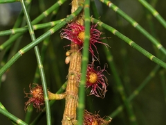 Allocasuarina littoralis