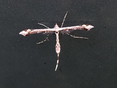 Amblyptilia pica