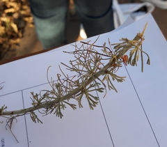 Artemisia californica