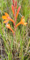 Watsonia minima