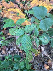 Rubus pensilvanicus