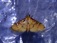 Spilomelinae