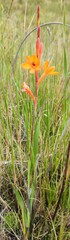 Watsonia minima