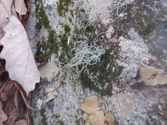 Usnea subfloridana