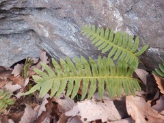 Polypodium appalachianum
