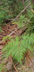 Calochlaena dubia
