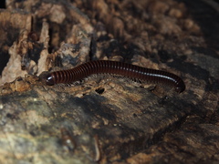 Leptogoniulus sorornus