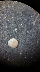 Amphistegina lobifera