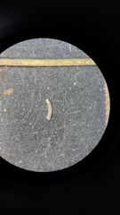Scaphopoda