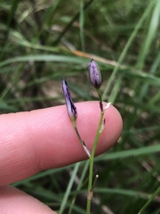 Arthropodium strictum