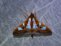 Spilomelinae