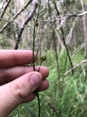 Arthropodium strictum