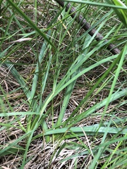 Arthropodium strictum