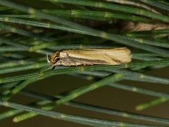 Philobota protecta