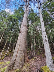 Eucalyptus delegatensis