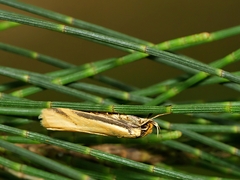 Philobota protecta