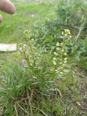 Lepidium virginicum