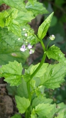 Lobelia cliffortiana