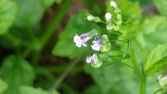 Lobelia cliffortiana