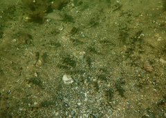 Tetractenos glaber