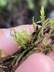 Ptychostomum pseudotriquetrum