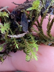 Ptychostomum pseudotriquetrum