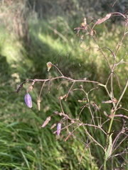 Dianella longifolia