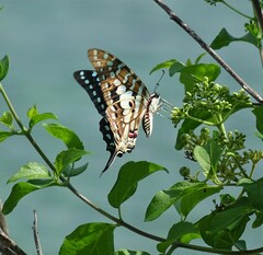 Graphium antheus
