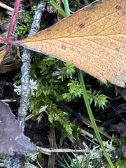 Ptychostomum pseudotriquetrum