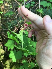 Ribes laxiflorum