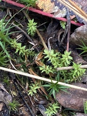 Ptychostomum pseudotriquetrum