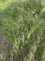 Dianella longifolia