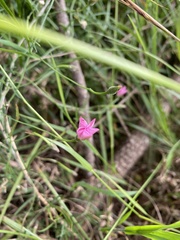 Convolvulus angustissimus