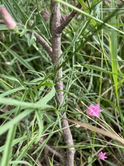 Convolvulus angustissimus