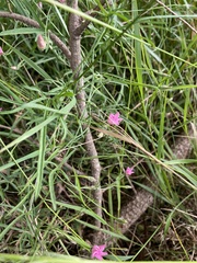 Convolvulus angustissimus