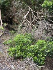 Olea capensis macrocarpa