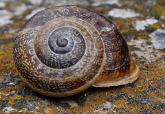 Otala punctata