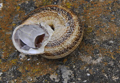 Otala punctata