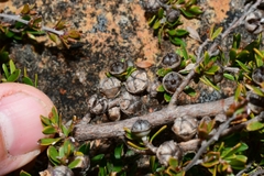 Leptospermum rupestre