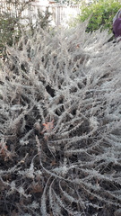 Artemisia californica