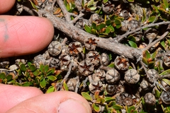 Leptospermum rupestre