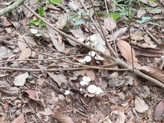 Limacella