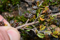 Leptospermum rupestre