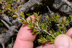 Leptospermum rupestre