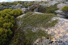 Leptospermum rupestre