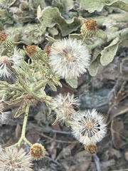 Heterotheca
